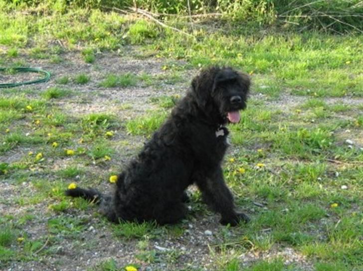 Blanding af racer Luffe billede 11