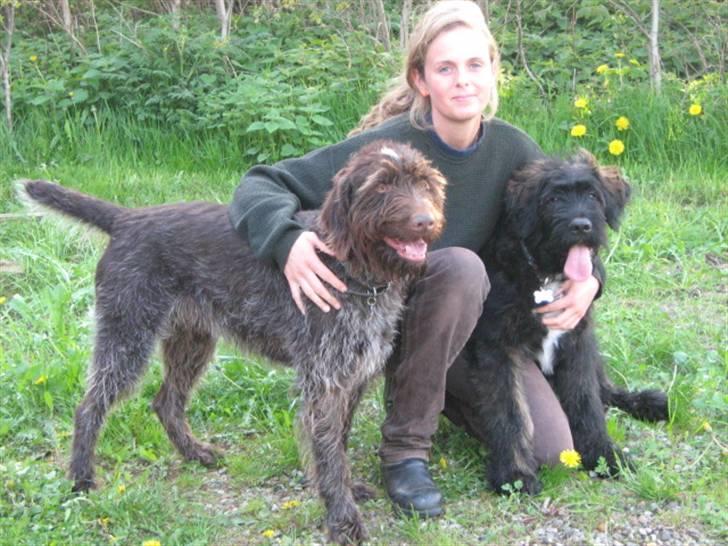 Blanding af racer Luffe - Luffe sammen med Boris og mig billede 12