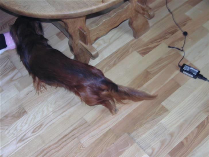 Dværggravhund bandit billede 1