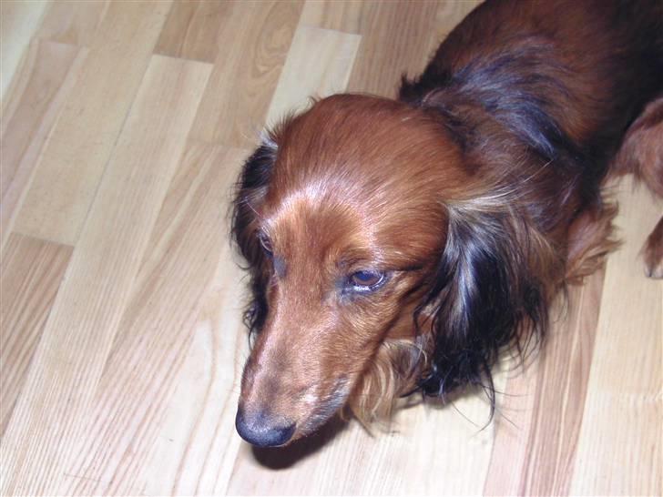 Dværggravhund bandit billede 2