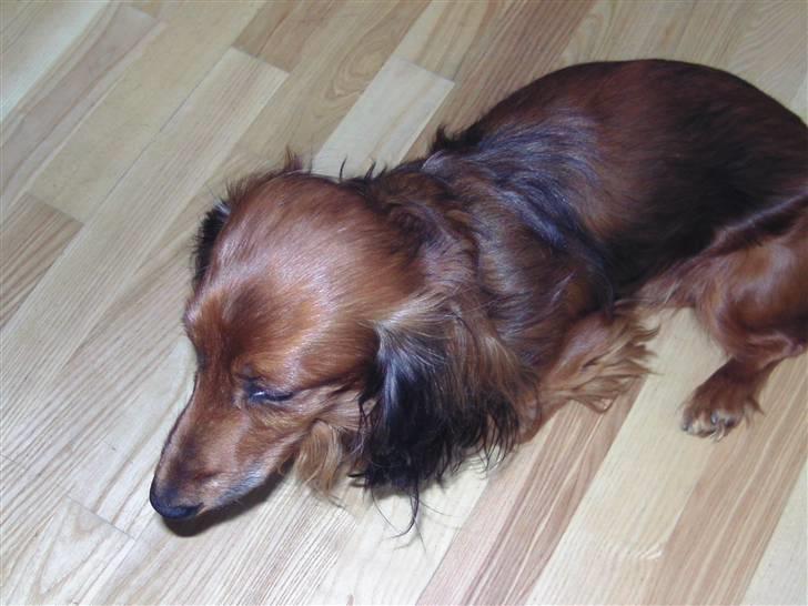 Dværggravhund bandit billede 3