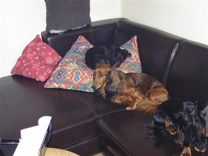 Dværggravhund bandit billede 4