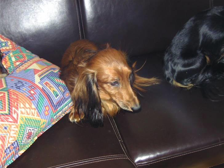 Dværggravhund bandit billede 5