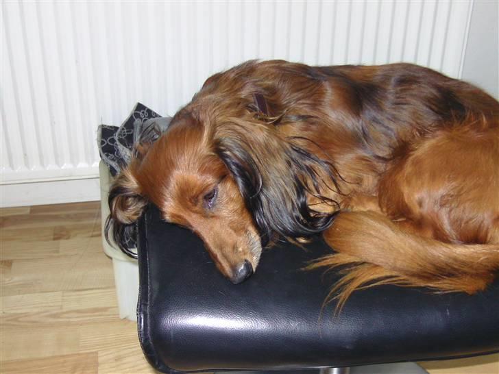 Dværggravhund bandit billede 6