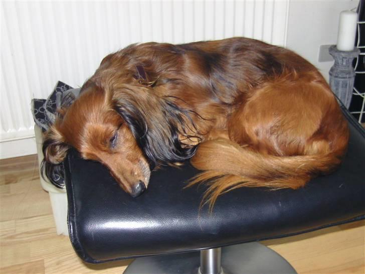 Dværggravhund bandit billede 7