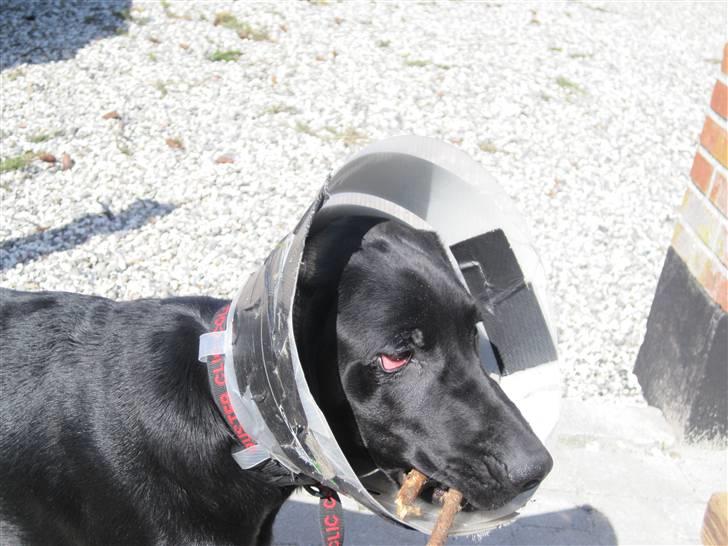 Labrador retriever Mondo - Her kan man se Mondos øjne et par dage efter operationen billede 12