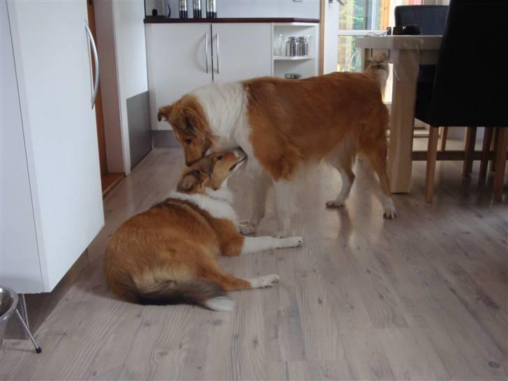 Collie langhåret Gaia - Her er Gaia på besøg hos sin rigtige mor og far som ca. 5 mdrs. Her med mor :) billede 22