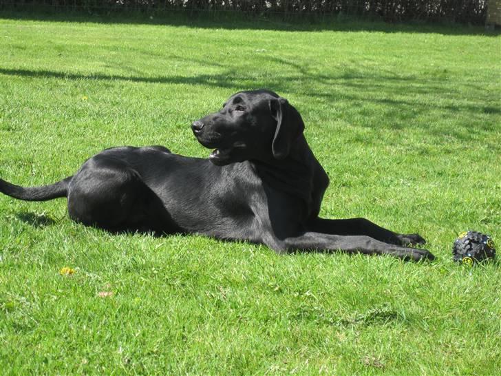 Labrador retriever Mondo billede 14