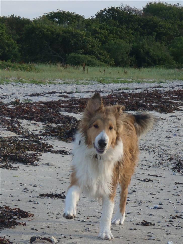 Collie langhåret Gaia - Fuld fart fremaf! Gaia ELSKER stranden :) billede 23