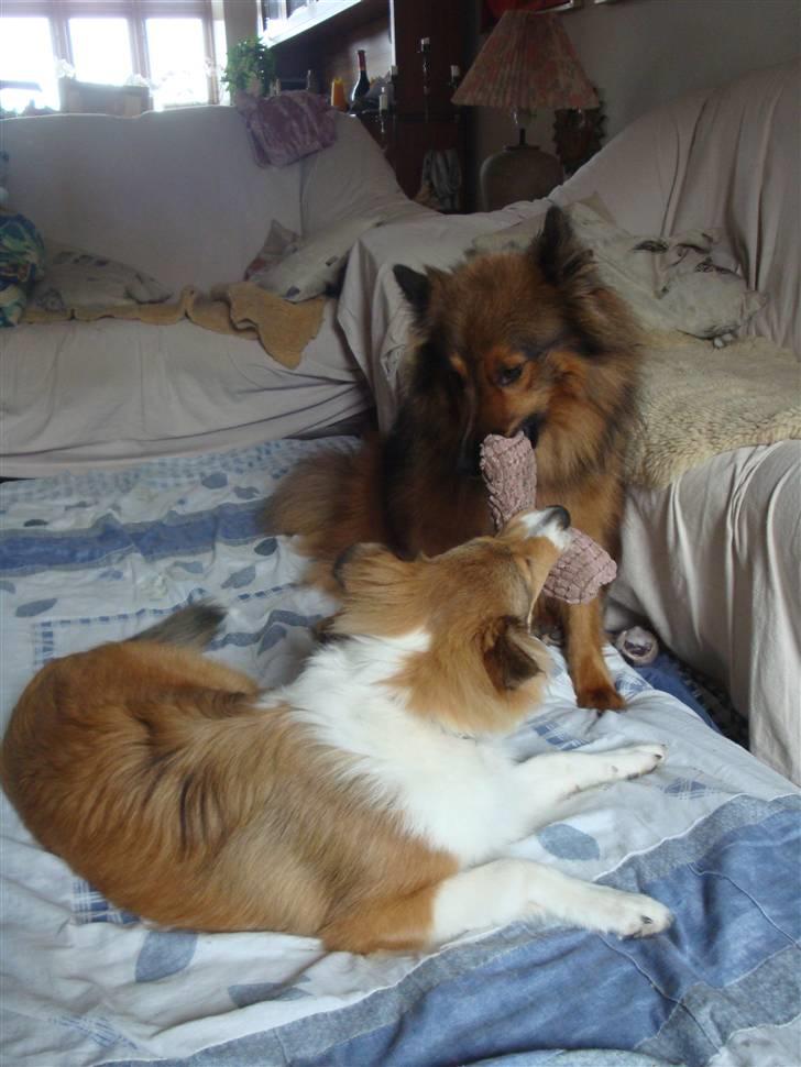 Collie langhåret Gaia - Gaia leger med "onkel" Mikkel billede 24