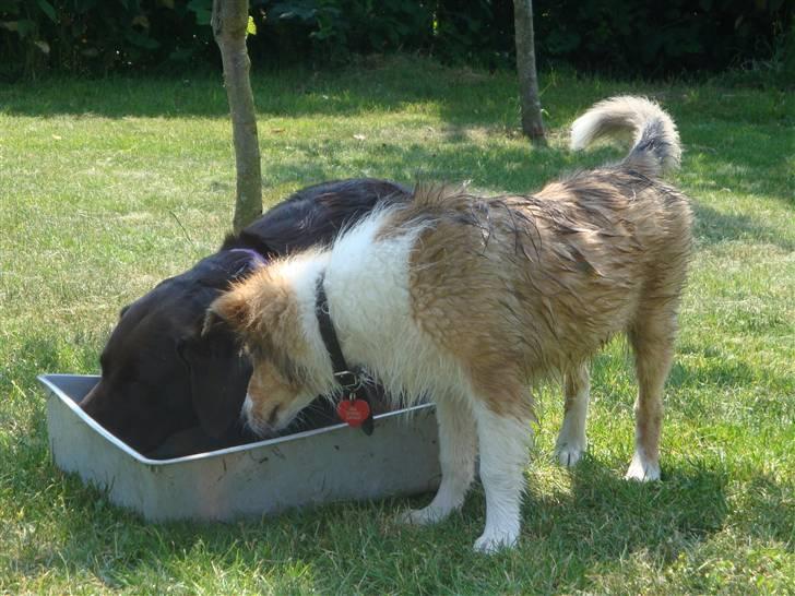 Collie langhåret Gaia - Når det er varmt er lidt vand bedre end slet intet vand billede 25