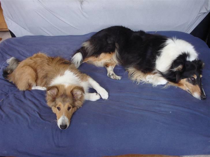 Collie langhåret Gaia - Gaia med "tante" Mollie (ikke i familie) billede 26