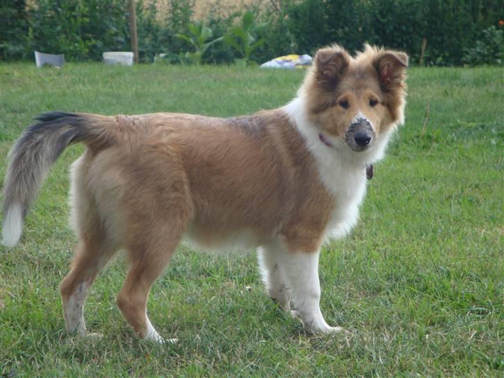 Collie langhåret Gaia - Gaia hjælper gerne til i haven, her har hun haft poterne OG snuden i et hul med vand ;) billede 27