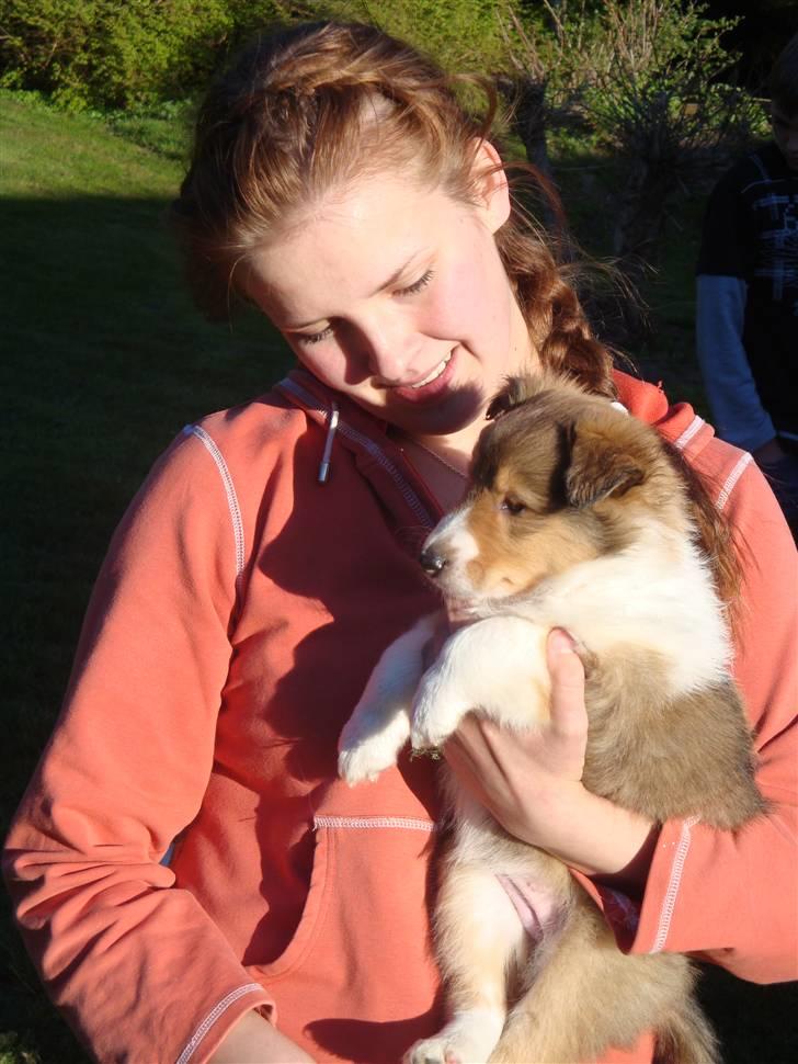 Collie langhåret Gaia - Her ved et af de besøg vi gjorde ved Gaia da hun endnu boede hjemme hos mor og far ;)  billede 31