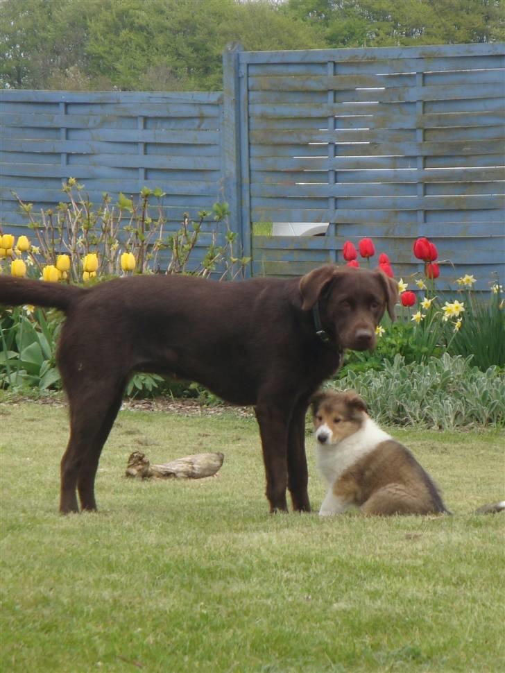 Collie langhåret Gaia - Ser lidt op til Luka billede 28