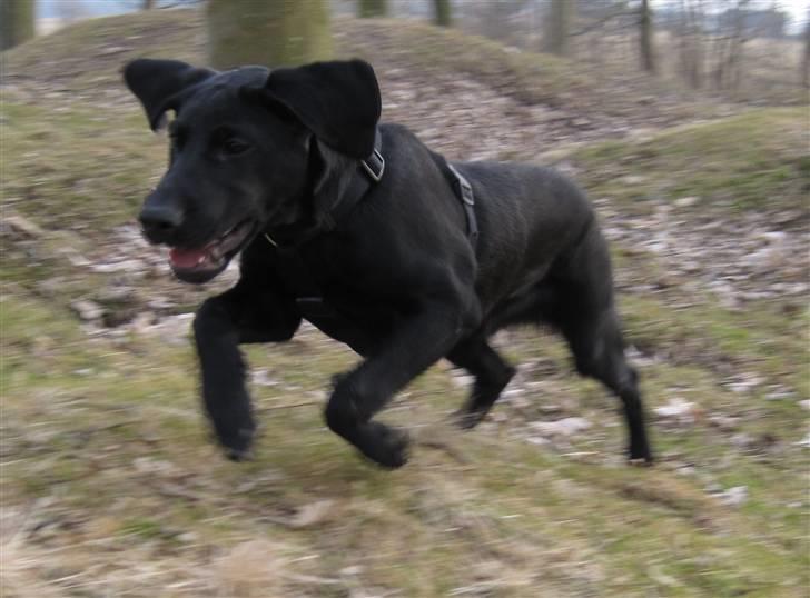 Labrador retriever Mondo - Så kom der lige en flyvende hund billede 16