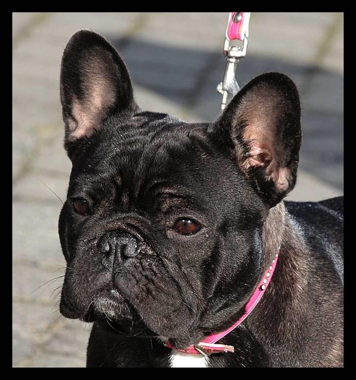 Fransk bulldog Rehab's Gyrinthe - feb. 2011 taget af Ina Rudbeck billede 1