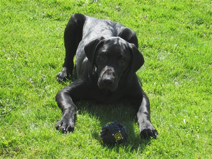 Labrador retriever Mondo billede 17