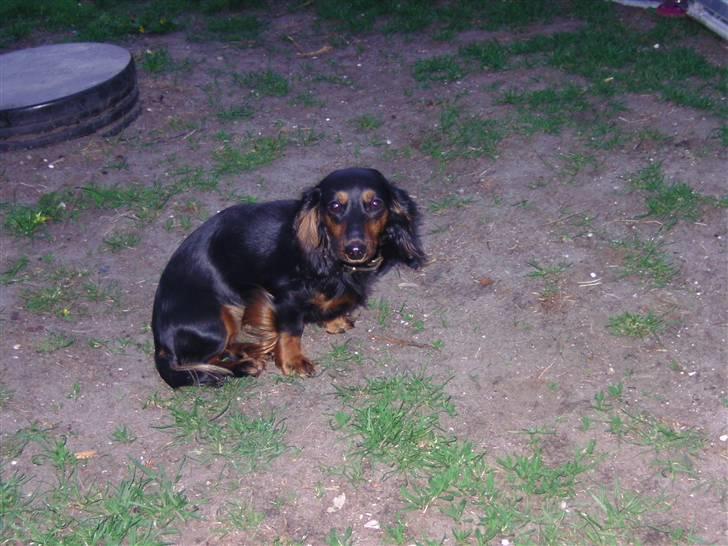 Dværggravhund beatui billede 1