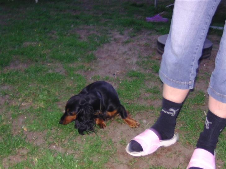 Dværggravhund beatui billede 2