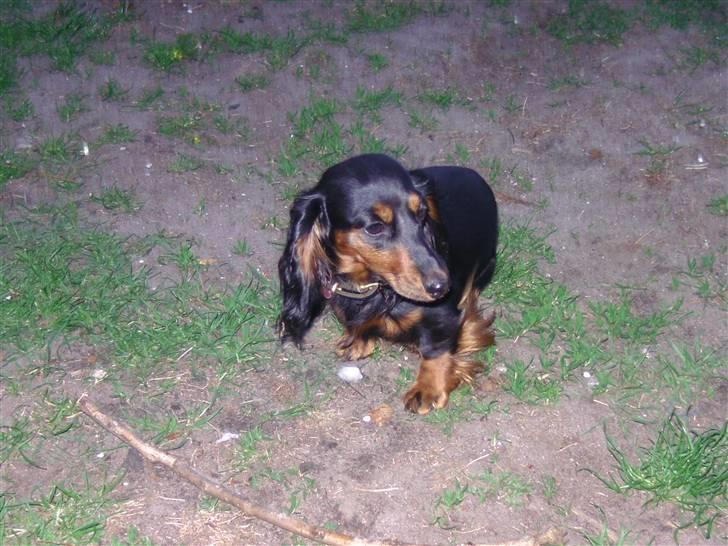 Dværggravhund beatui billede 3