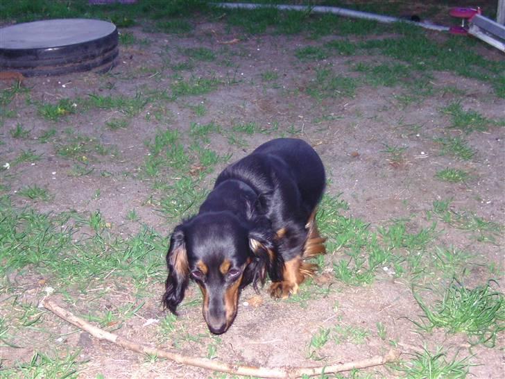 Dværggravhund beatui billede 4