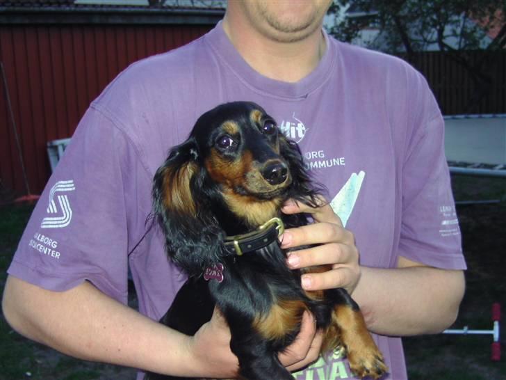 Dværggravhund beatui billede 5