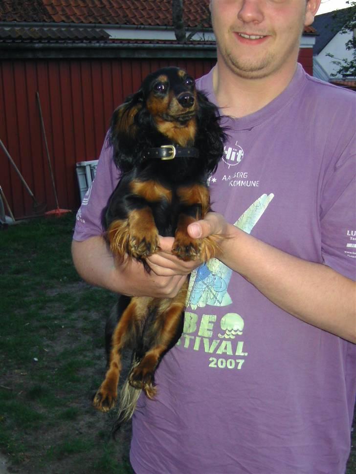 Dværggravhund beatui billede 6