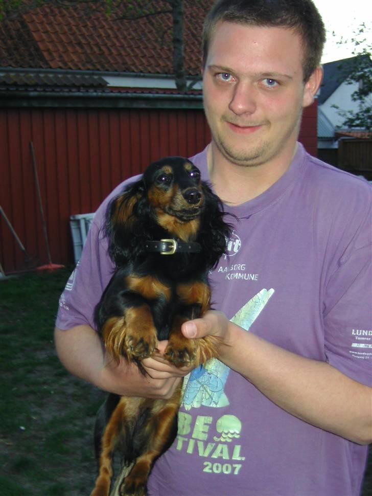 Dværggravhund beatui billede 7