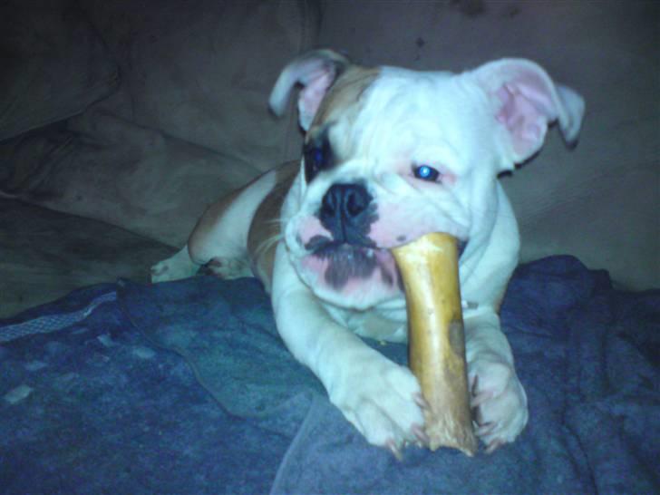 Engelsk bulldog Bodil billede 1