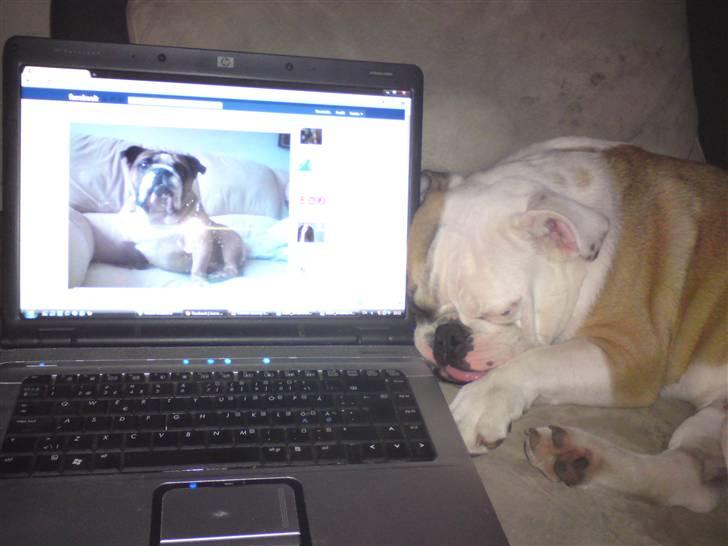 Engelsk bulldog Bodil billede 2