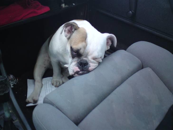 Engelsk bulldog Bodil billede 3