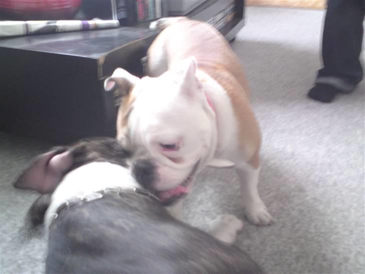 Engelsk bulldog Bodil billede 4