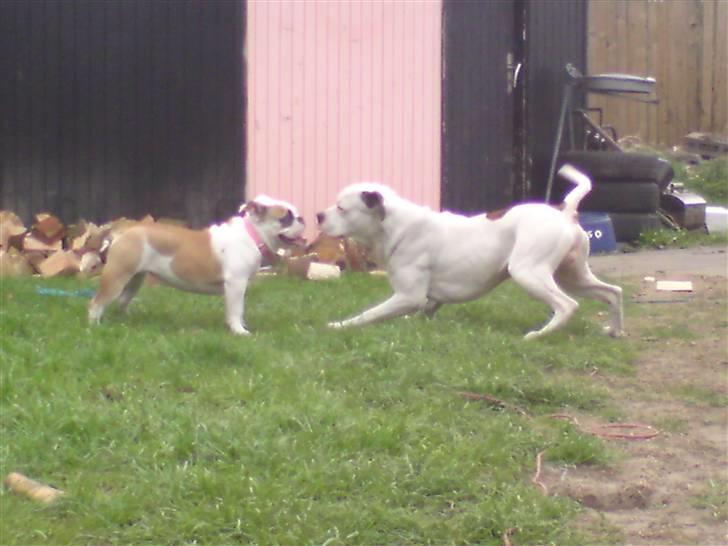 Engelsk bulldog Bodil billede 5