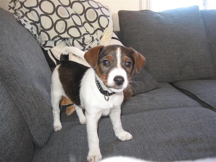 Jack russell terrier Maggi billede 1