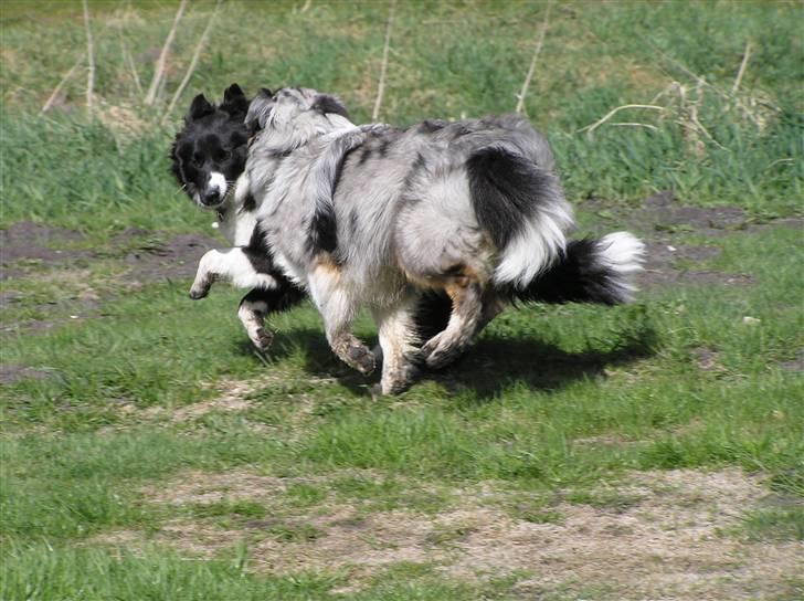 Shetland sheepdog Freddy - Freddy og hans ven sheltie/border blandingen Kilja. billede 6