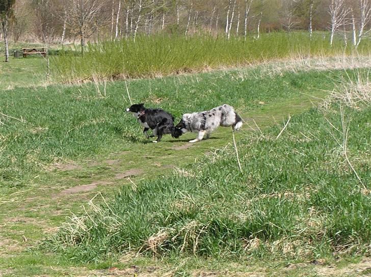 Shetland sheepdog Freddy - Freddy og Kilja. billede 7