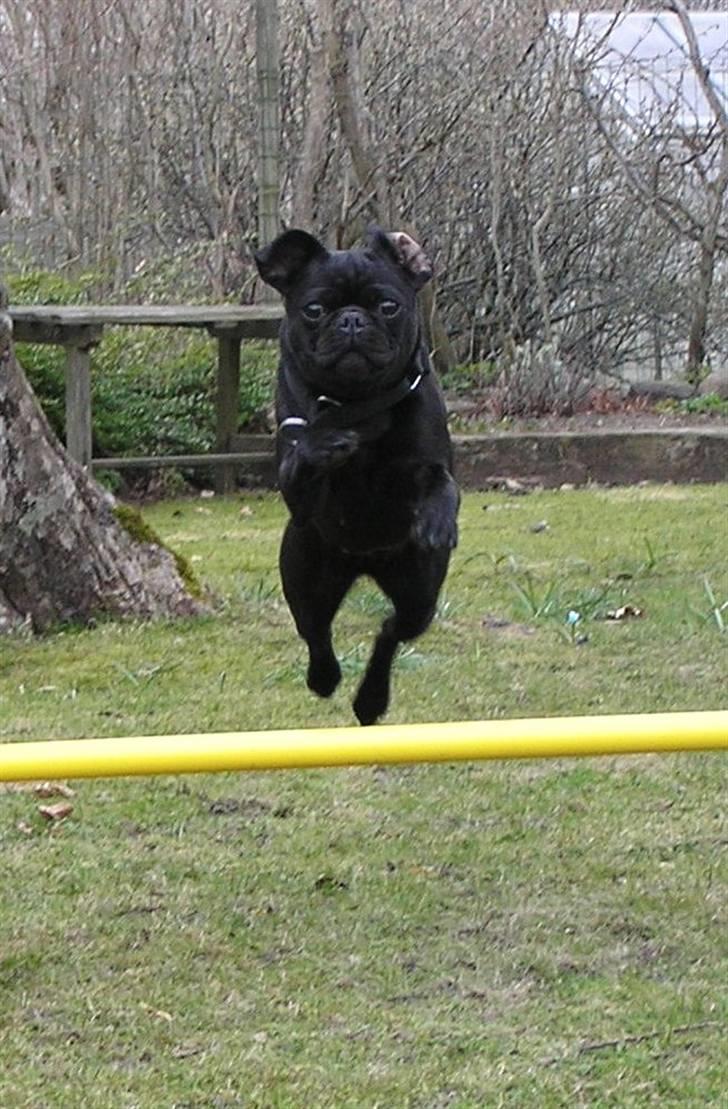 Griffon petit brabancon Molly - Se hvor højt jeg kan hoppe!!! billede 5