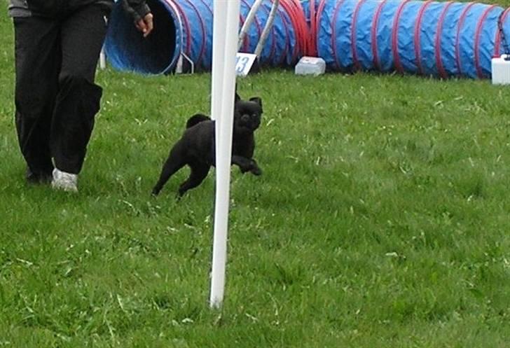 Griffon petit brabancon Molly billede 6