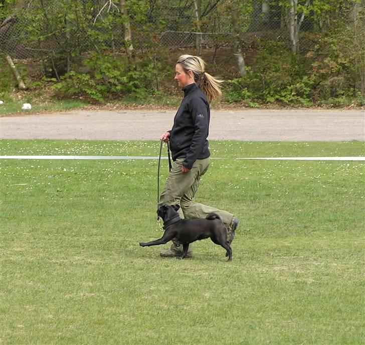 Griffon petit brabancon Molly - Lydighedstest Hjørring billede 7