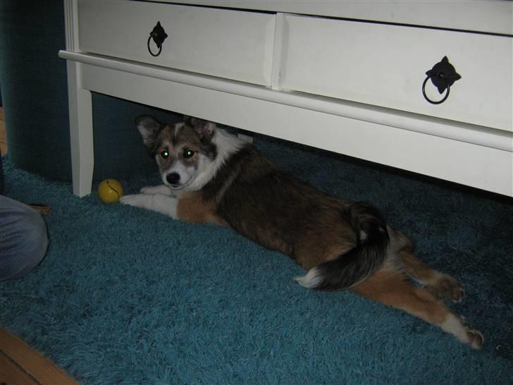 Islandsk fårehund Sofie - Nå, det var her bolden gemte sig. billede 13