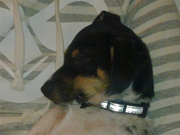 Dansk svensk gaardhund Kato billede 10