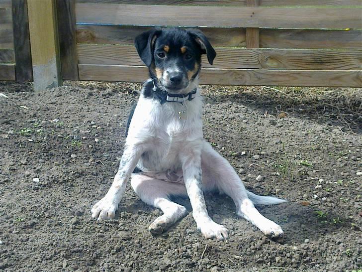 Dansk svensk gaardhund Kato billede 11