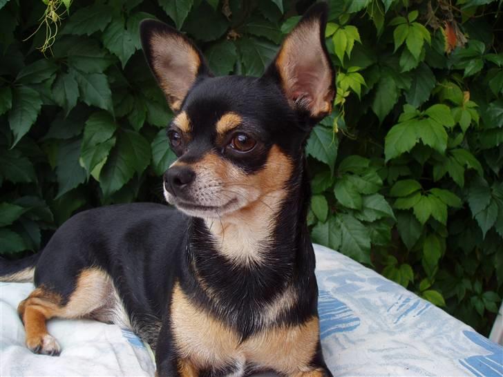 Chihuahua Maya billede 1