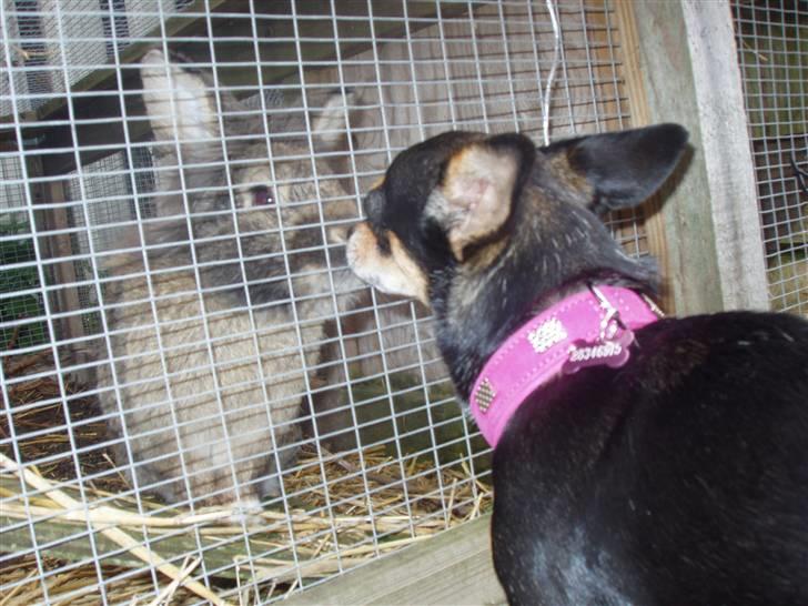 Chihuahua Maya billede 2