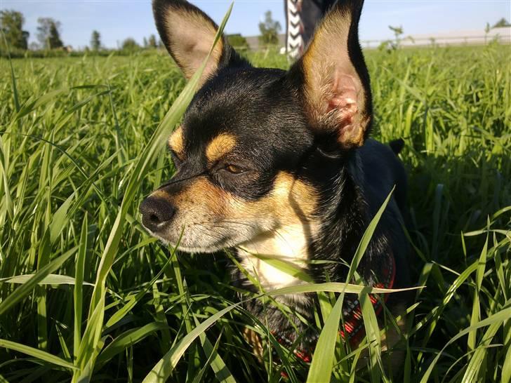 Chihuahua Maya billede 3