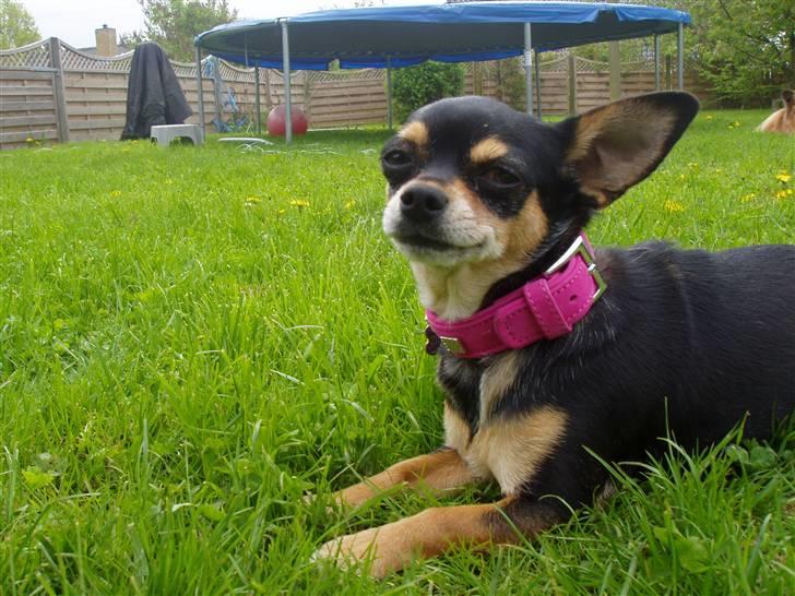 Chihuahua Maya billede 4