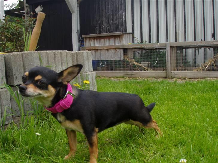 Chihuahua Maya billede 5