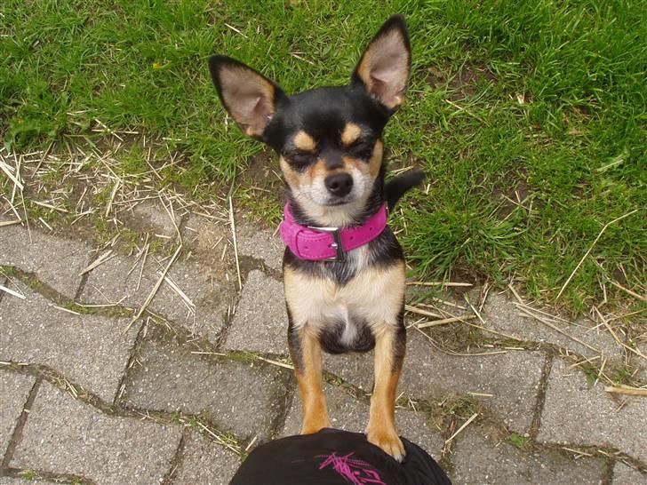 Chihuahua Maya billede 6