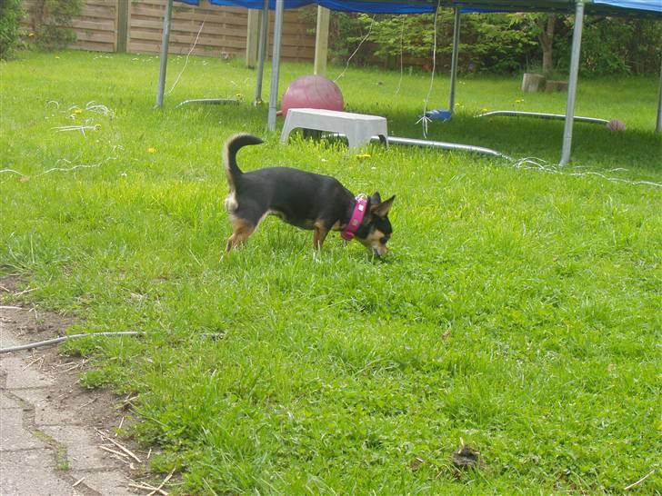 Chihuahua Maya billede 7